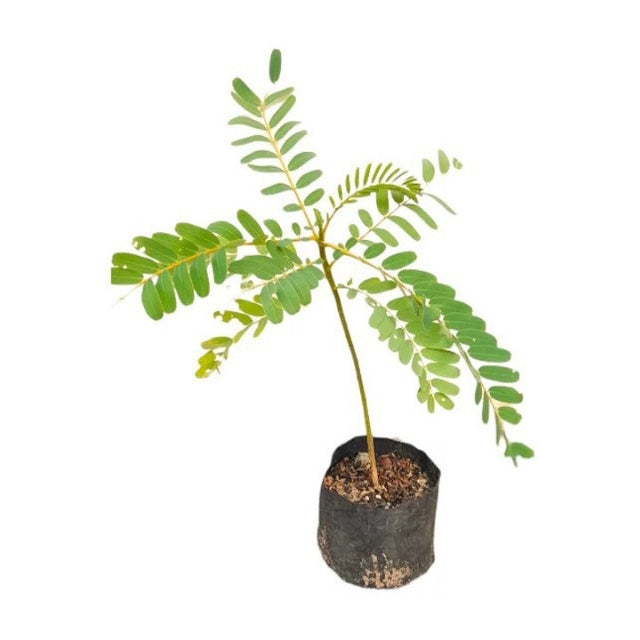 カトゥルムルンガ (කතුරුමුරුංගා) 野菜植物