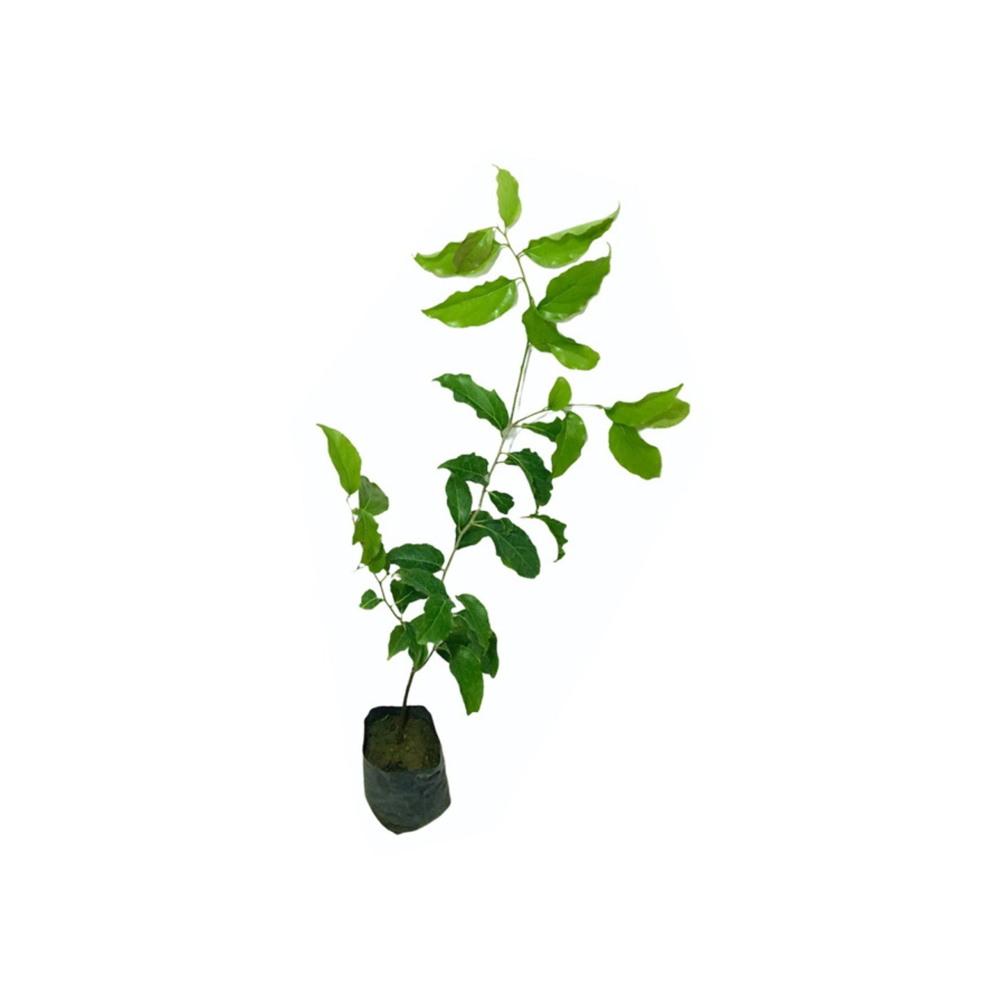 ウグレッサ (උගුරැස්ස තායි පොඩි ගෙඩි) 果樹