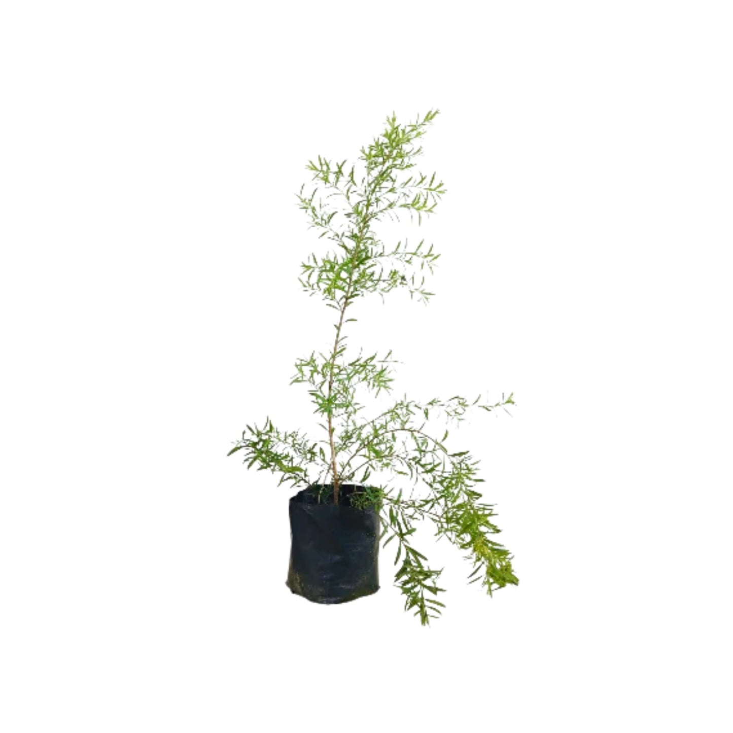 デヴァダラ (දේශීය දේවදාර) 薬用植物