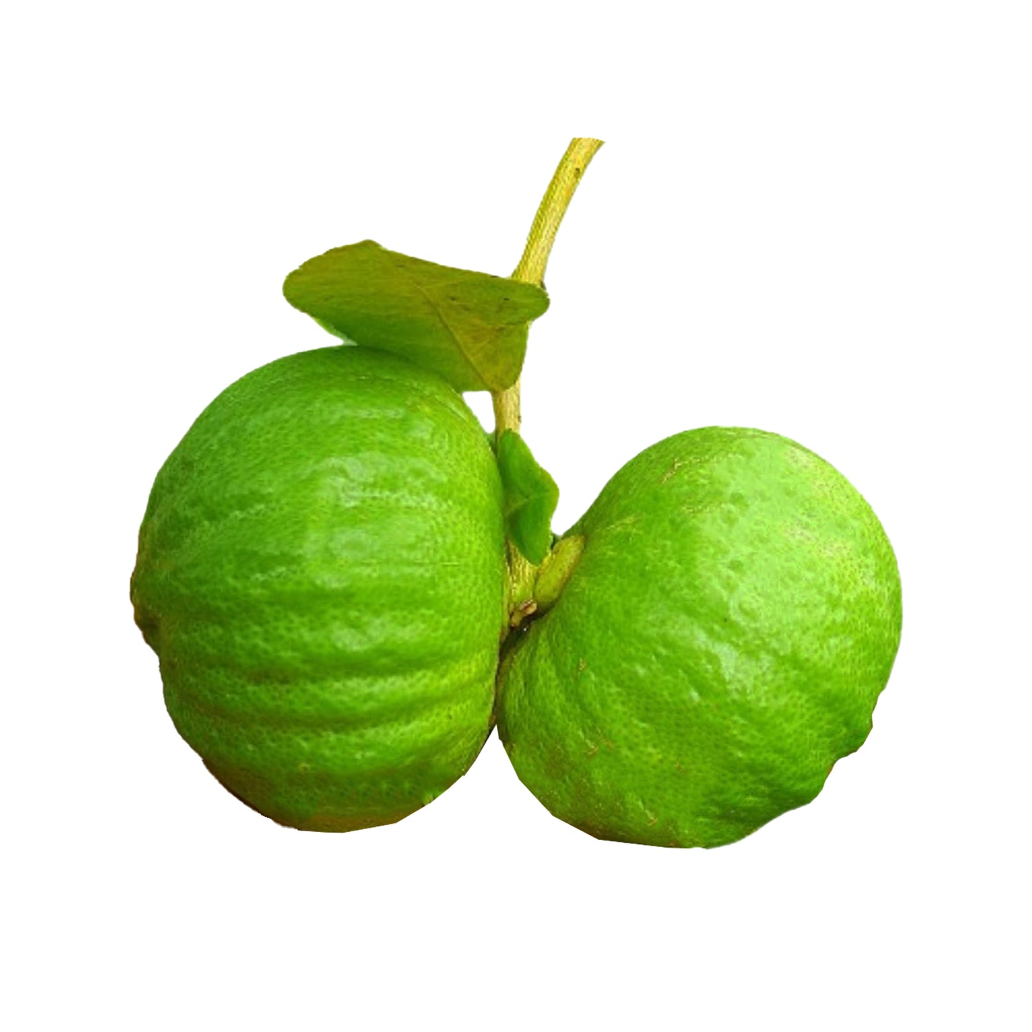 パンプキンレモン (වට්ටක්කා ලෙමන්) 果物植物