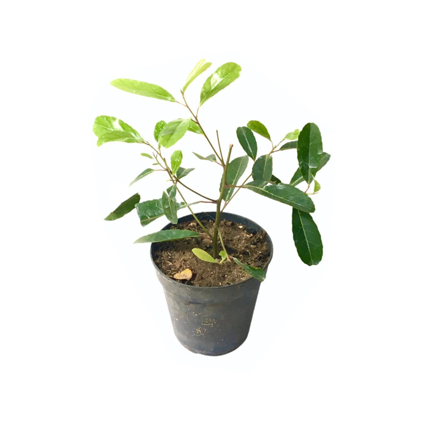 オリーブ・ヴェラル (ඔලිව් වෙරළු) 果樹
