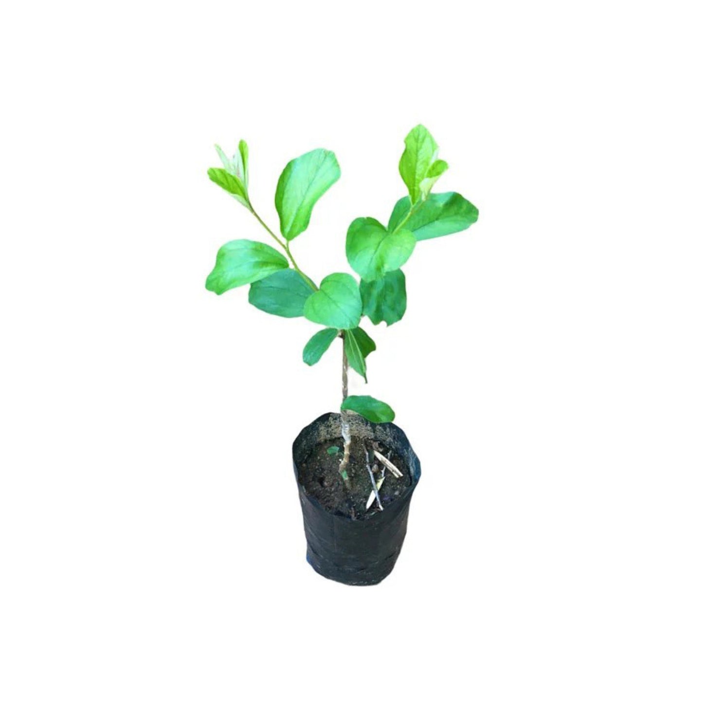 タイマサン (ඇපල් මසං බද්ධ) 果樹