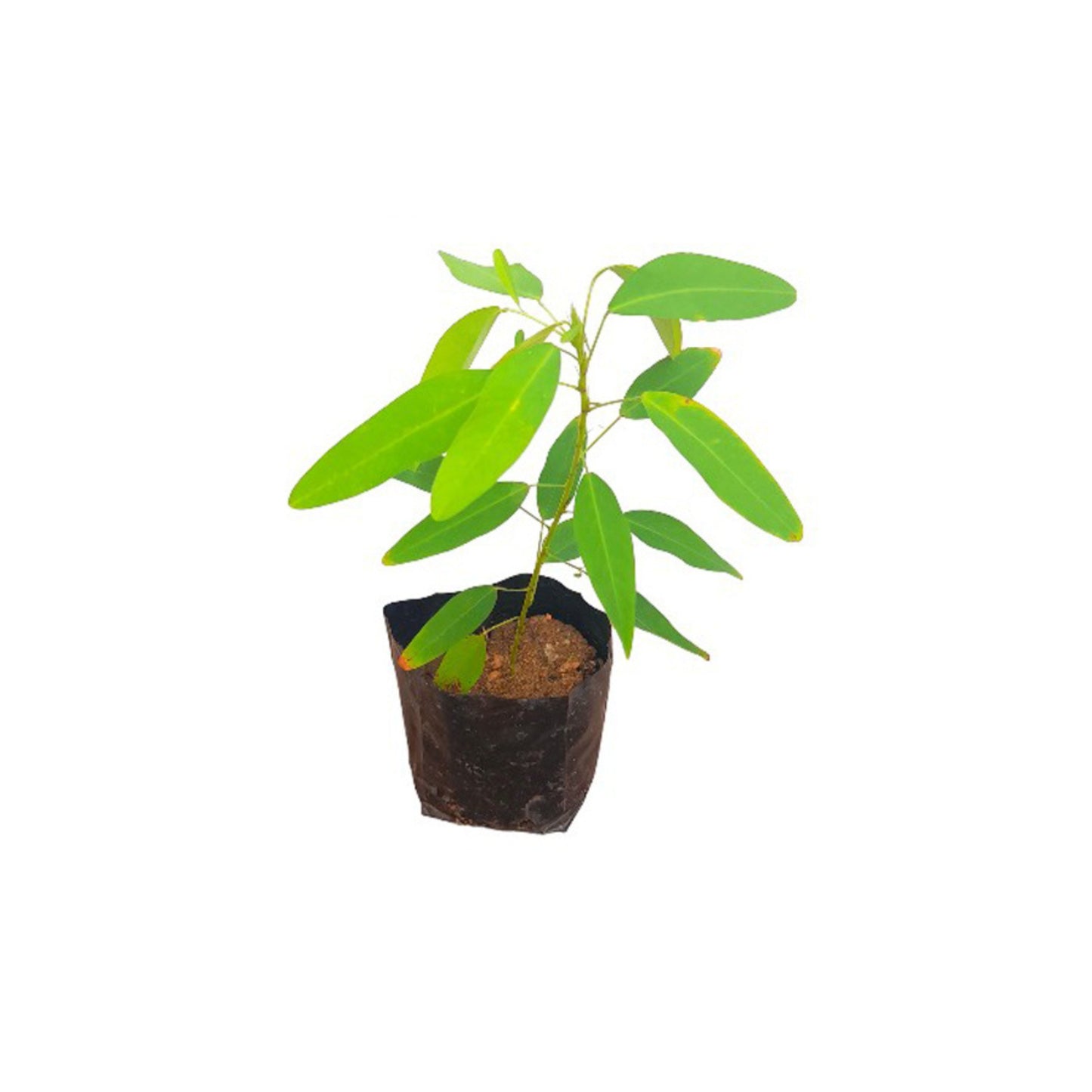 ダンシングプラント (ප්රාණජීව) 薬用植物