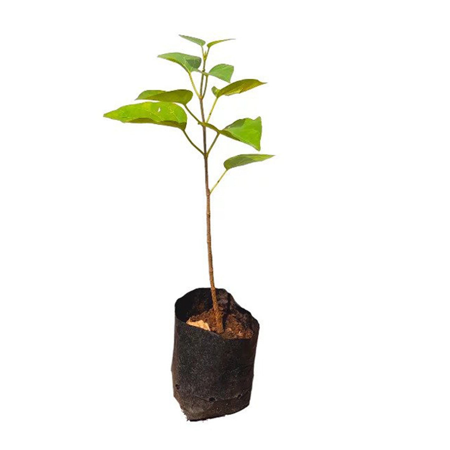 ラクプラ・ルク・アングナ () 薬用植物