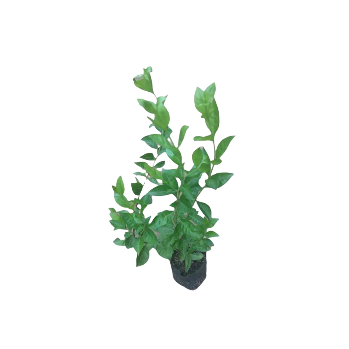 マラソンディ (මරතොන්ඩි) 薬用植物
