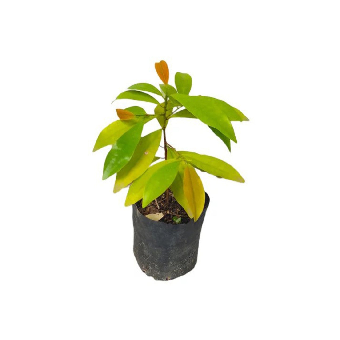 バタキリラ (බටකිරිල්ල බීජ) 薬用植物
