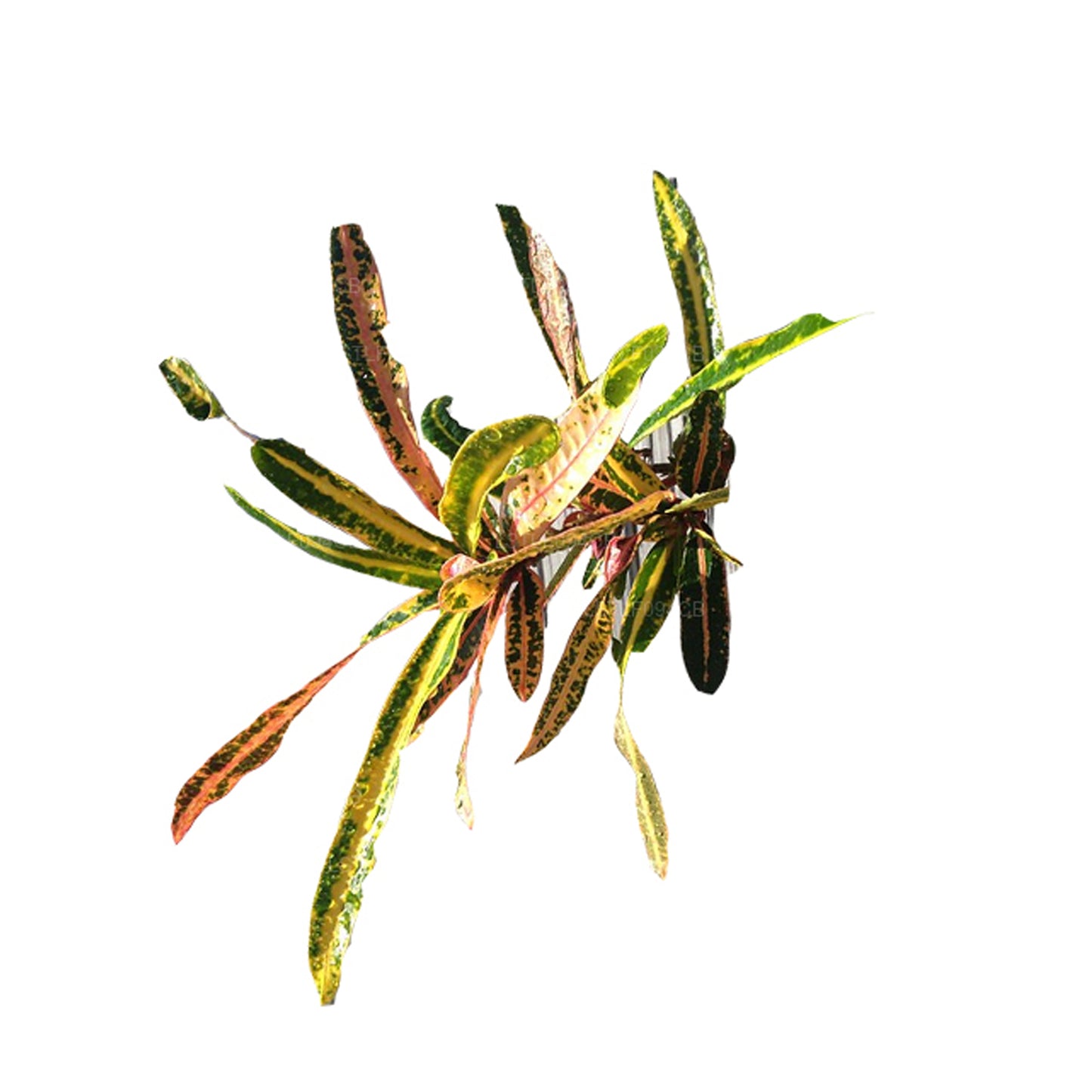 ラックプラビクトリアゴールドベルクロトン (50 葉)