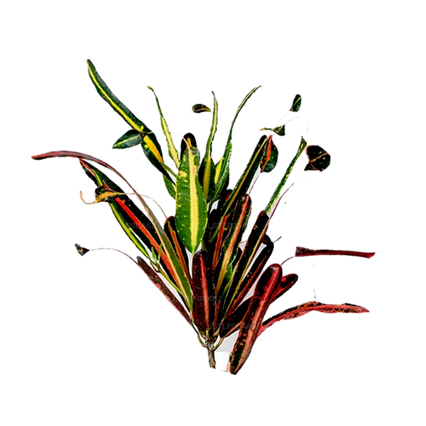 ラクプラ母娘クロトン(葉50枚)