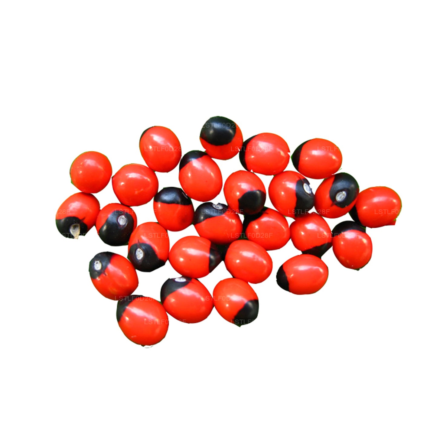 Lakpura® オリンダ (モロッコのアブラス) シード