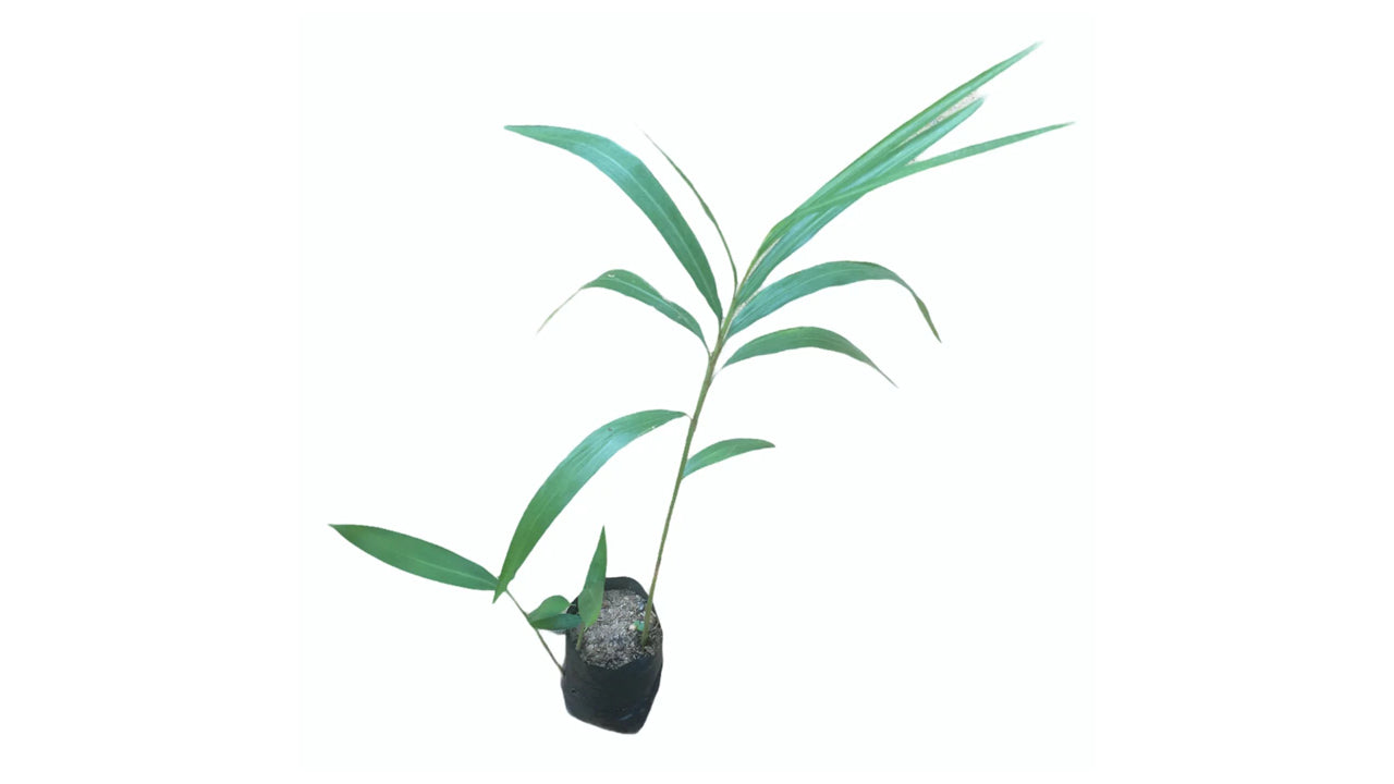 ヒーン・アラタ (හීන් අරත්ත) 薬用植物