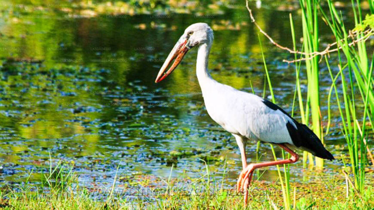 ガイド付きウダワラウェ国立公園サファリ
