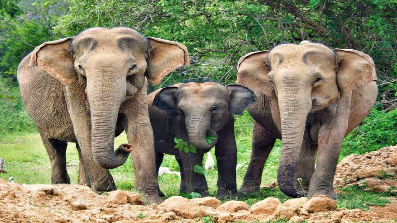 ティッサマハラマのヤラ国立公園サファリ