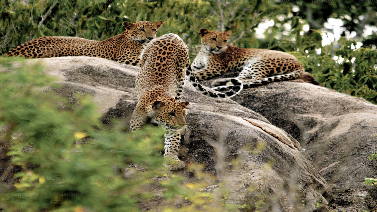 ティッサマハラマのヤラ国立公園サファリ