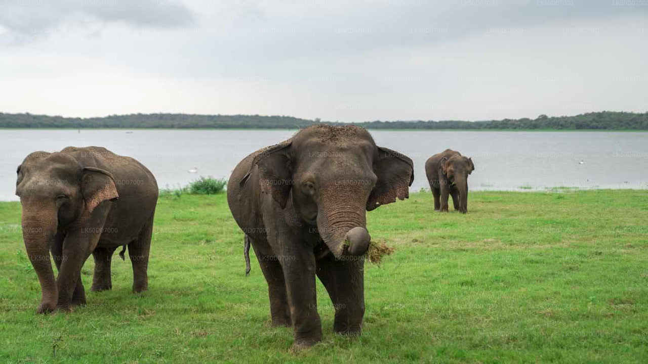 ポロンナルワ発カウドゥラ国立公園プライベートサファリ