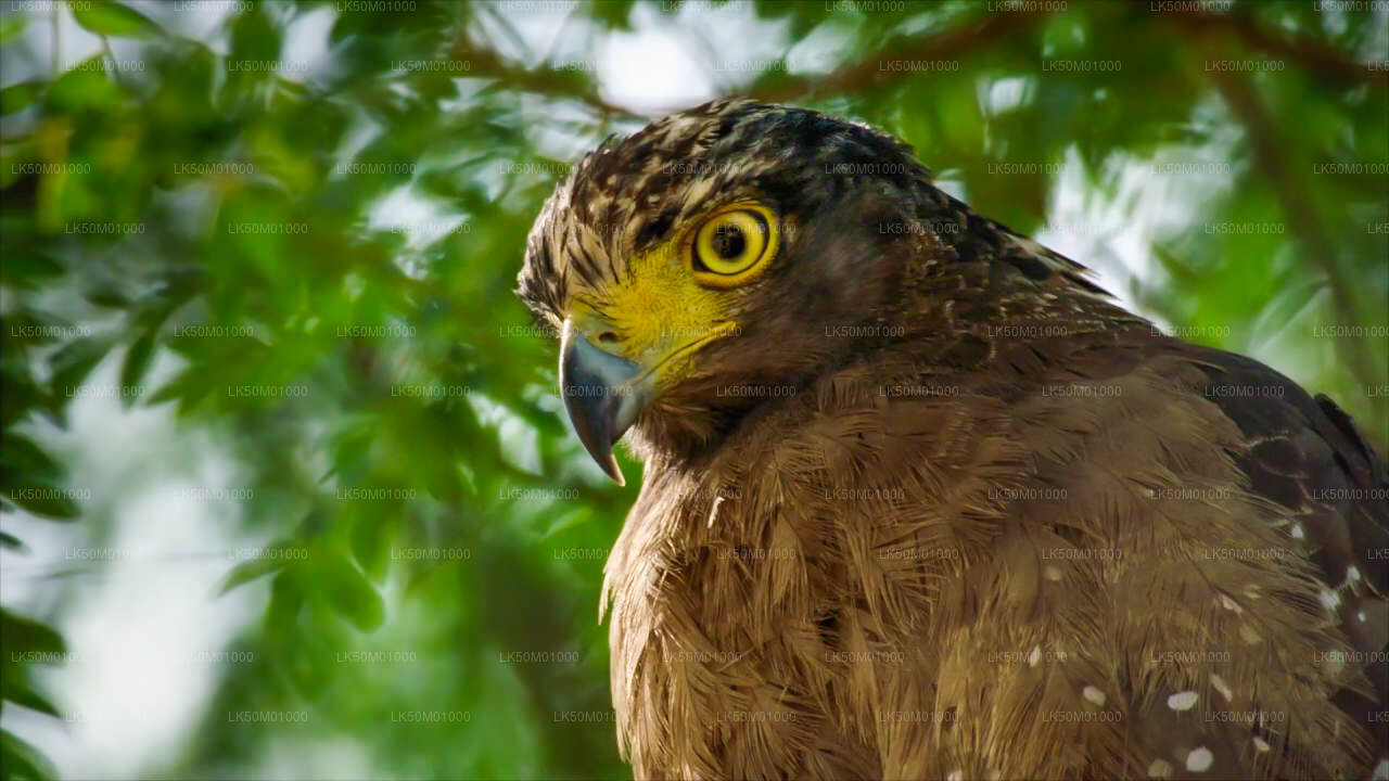 ラフガラ キトゥラナ国立公園プライベート サファリ
