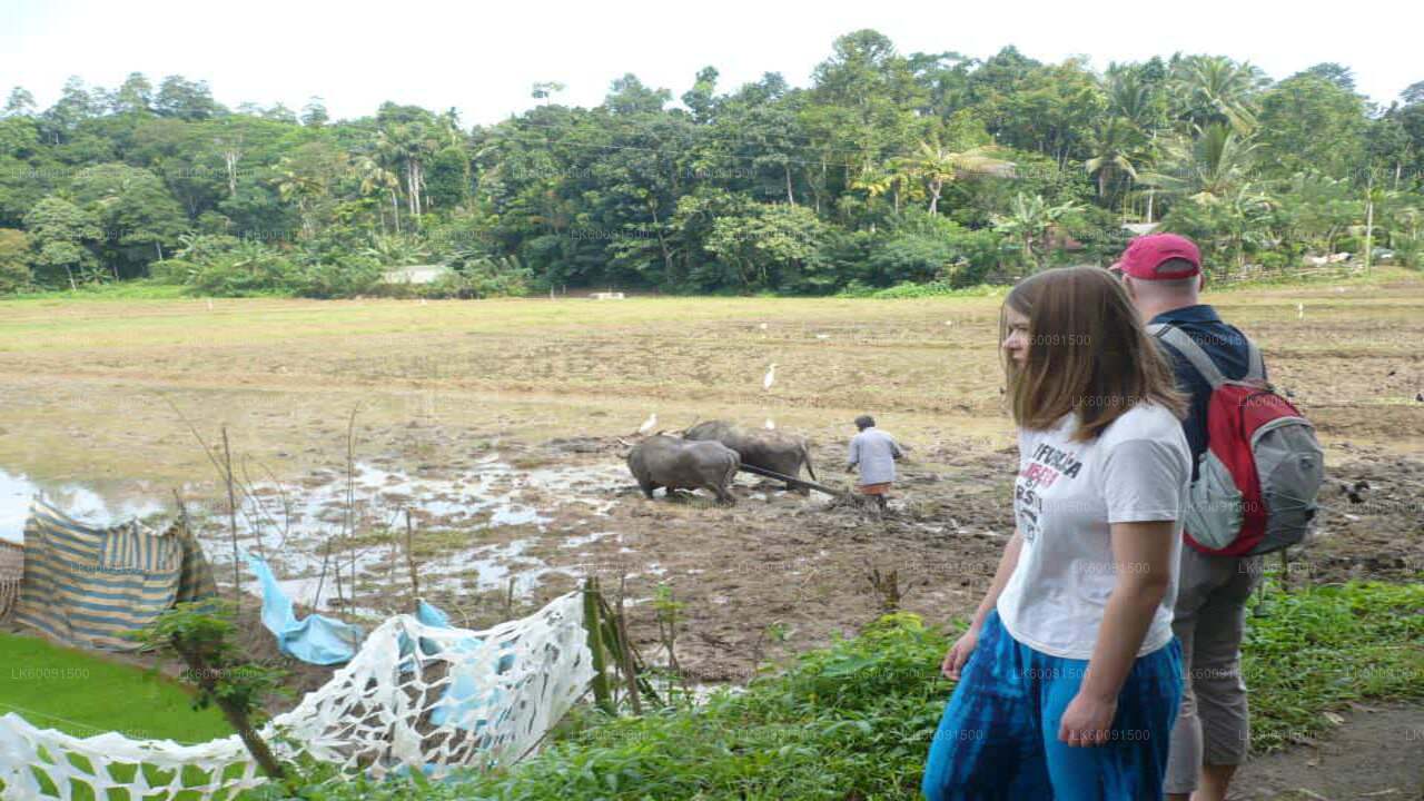エラ発エラ田舎村ツアー