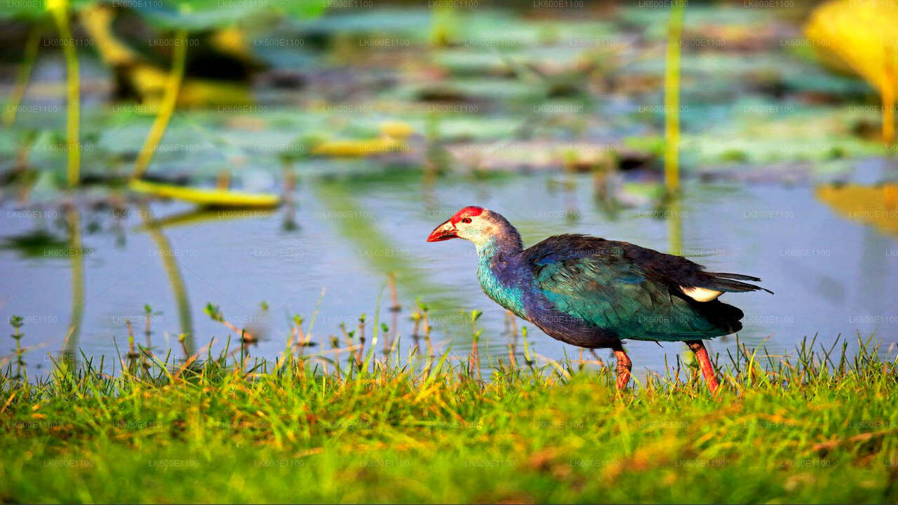 ベールワラ発ブンダラ国立公園サファリ