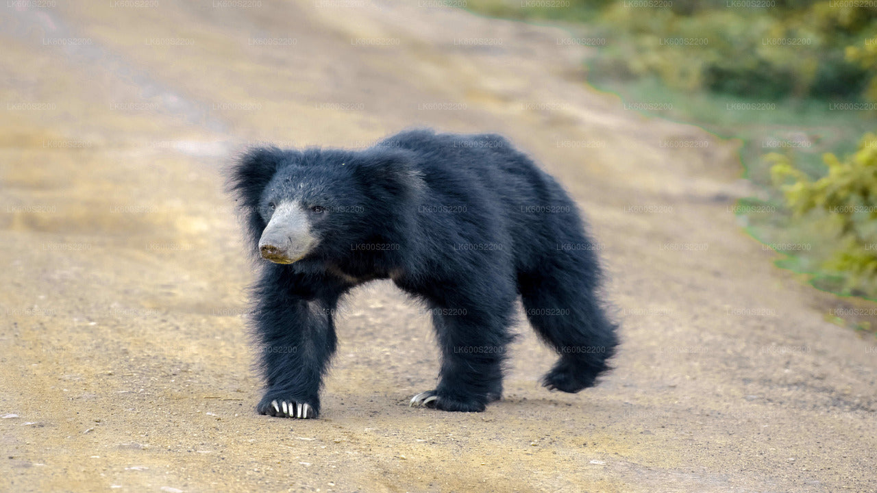 ハバラナ発ウィルパットゥ国立公園サファリ
