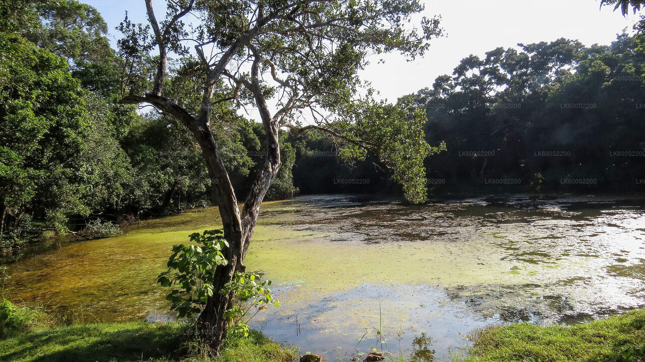 ハバラナ発ウィルパットゥ国立公園サファリ