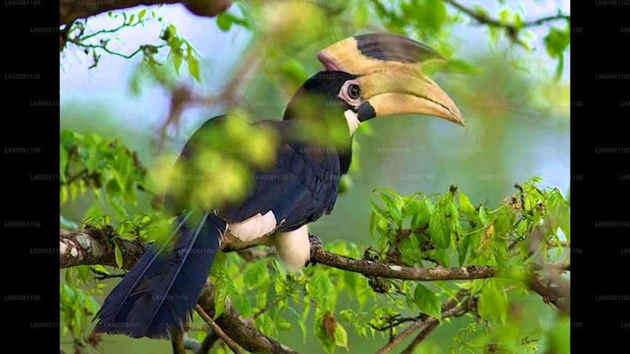 ヒッカドゥワ発ブンダラ国立公園サファリ