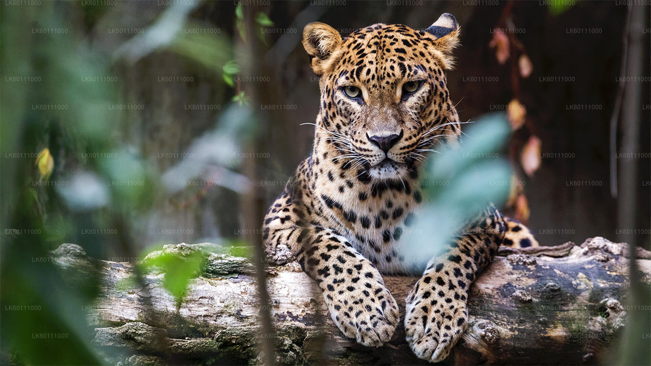 ヒッカドゥワ発ヤラ国立公園サファリ