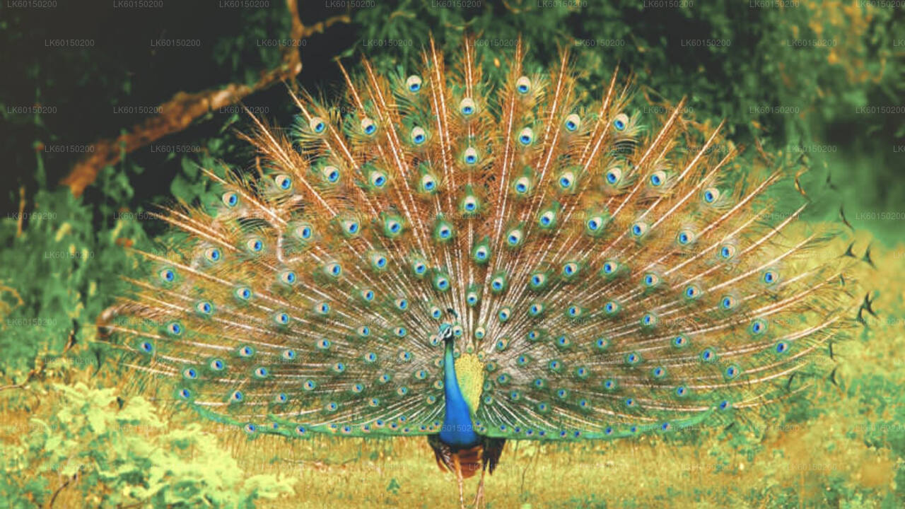 タンガラ発ウダワラウェ国立公園サファリ