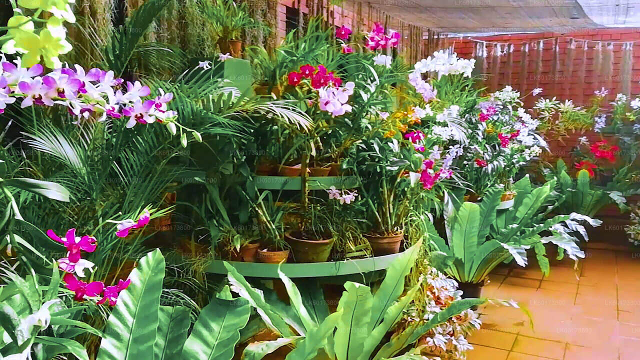キャンディ発王立植物園と村の生活ツアー