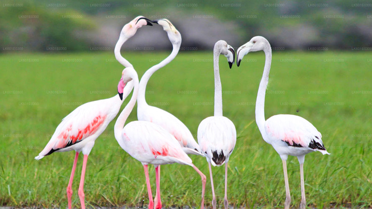 コガラ発バンダラ国立公園サファリ