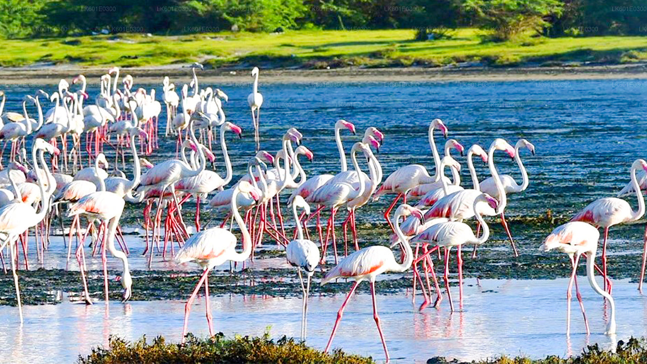 コガラ発バンダラ国立公園サファリ