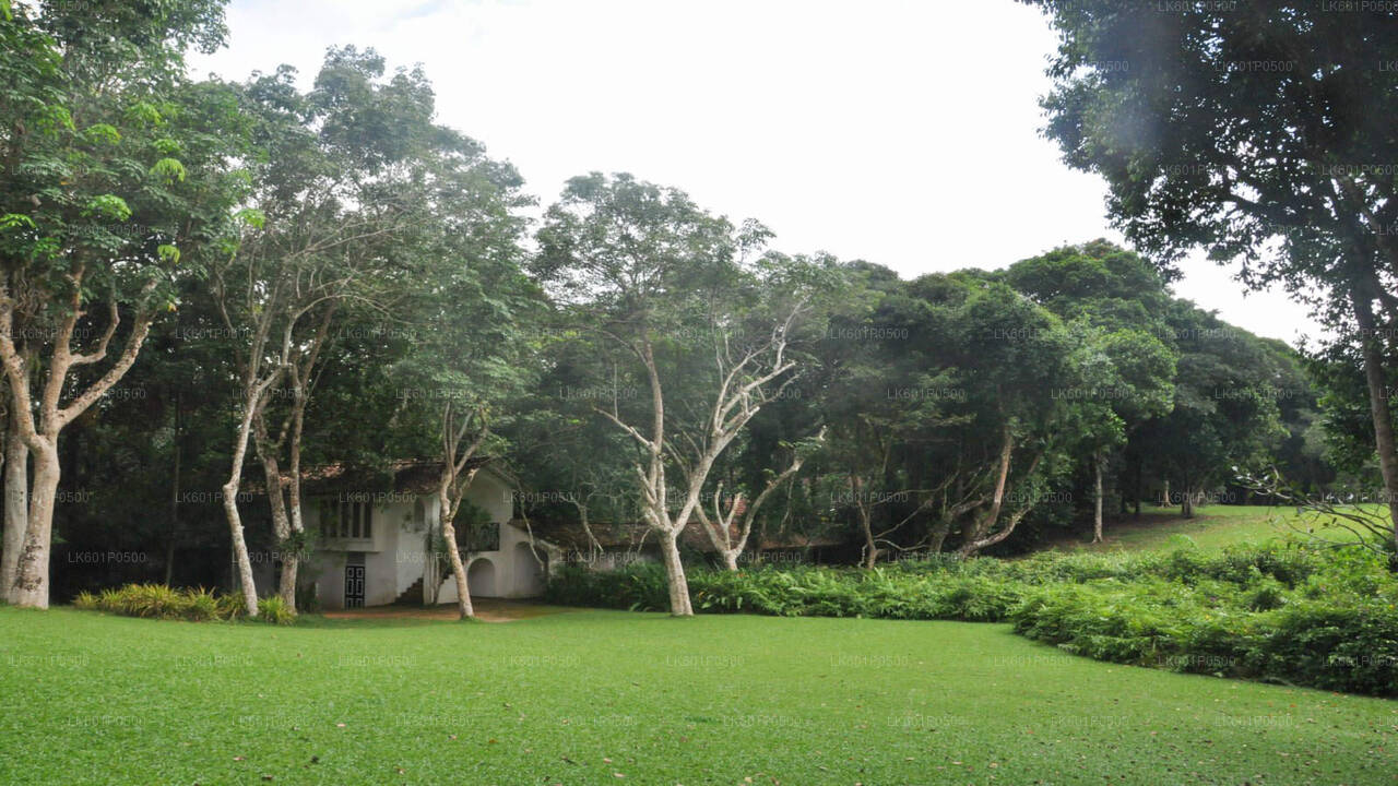 ニゴンボ発ベントータ市内ツアー