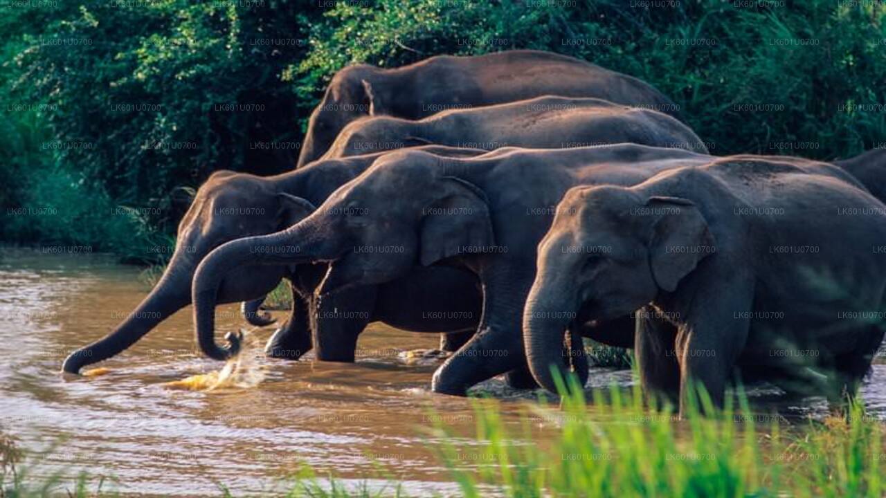 ポロンナルワ発ワスガムワ国立公園サファリ