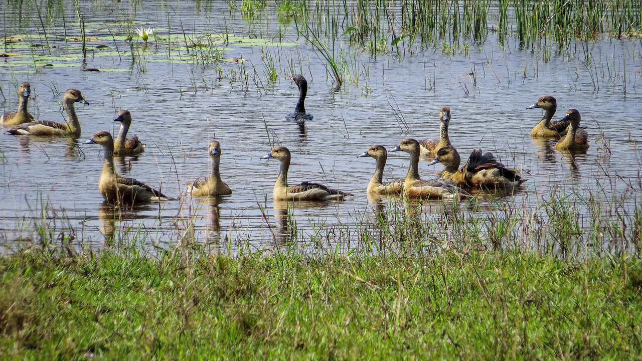 シギリヤからのウィルパットゥ国立公園サファリ