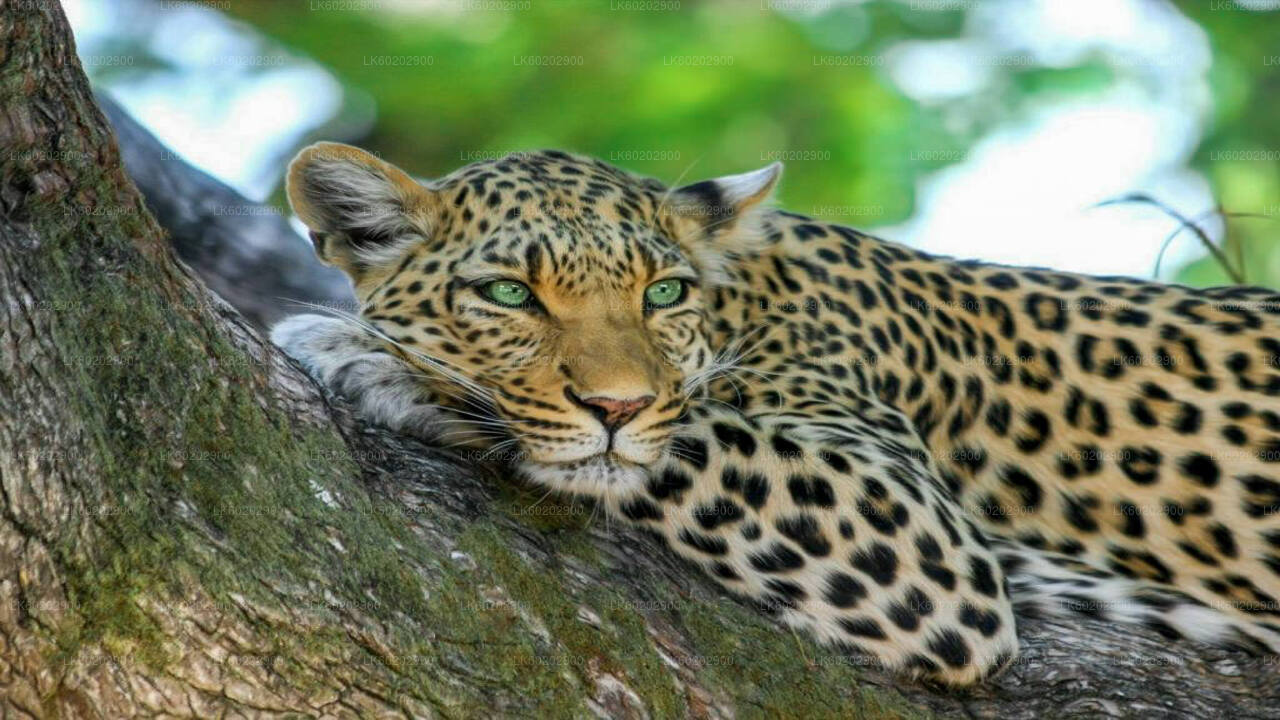 シギリヤ発ワスガムワ国立公園サファリ