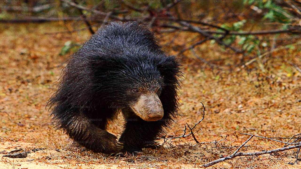 ウダワラウェ発ヤーラ国立公園サファリ