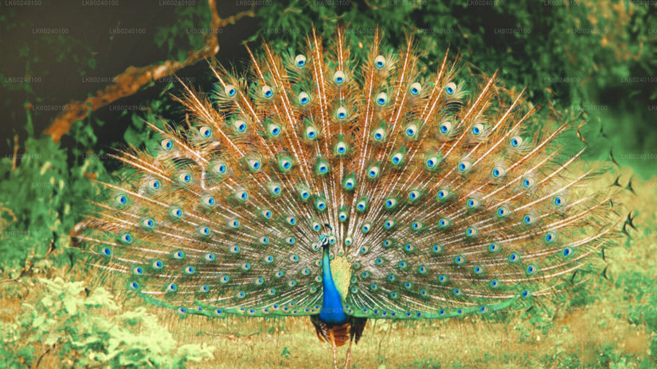 ウダワラウェ発ヤーラ国立公園サファリ