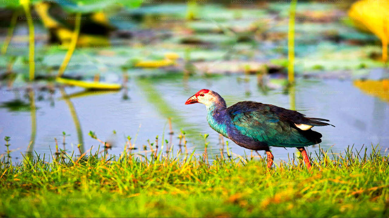 ディクウェラ発バンダラ国立公園サファリ