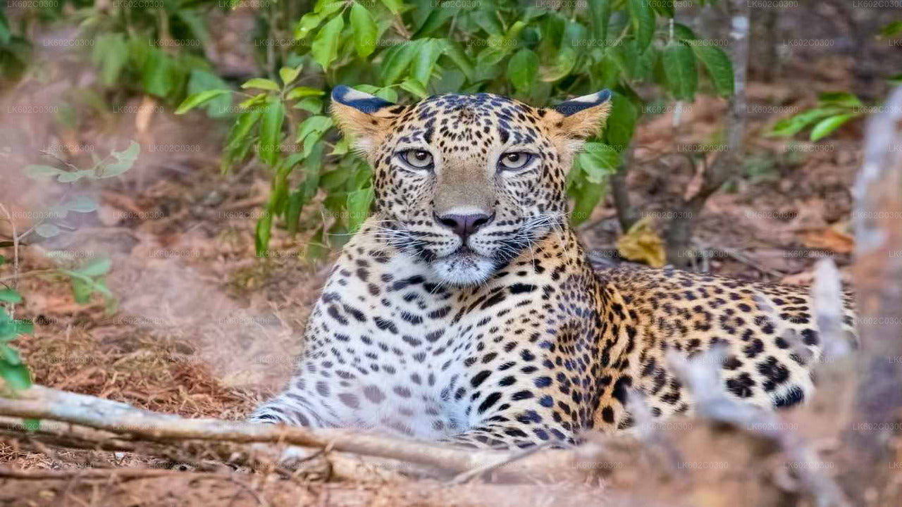 ウェリガマのヤラ国立公園サファリ