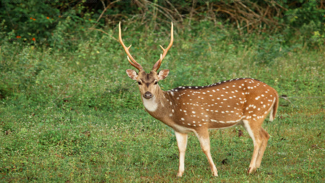 ウェリガマのヤラ国立公園サファリ