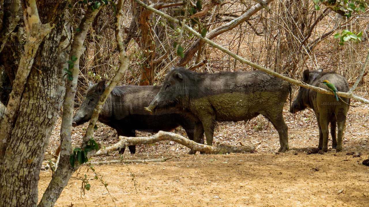 ウナワトゥナ発ヤーラ国立公園サファリ