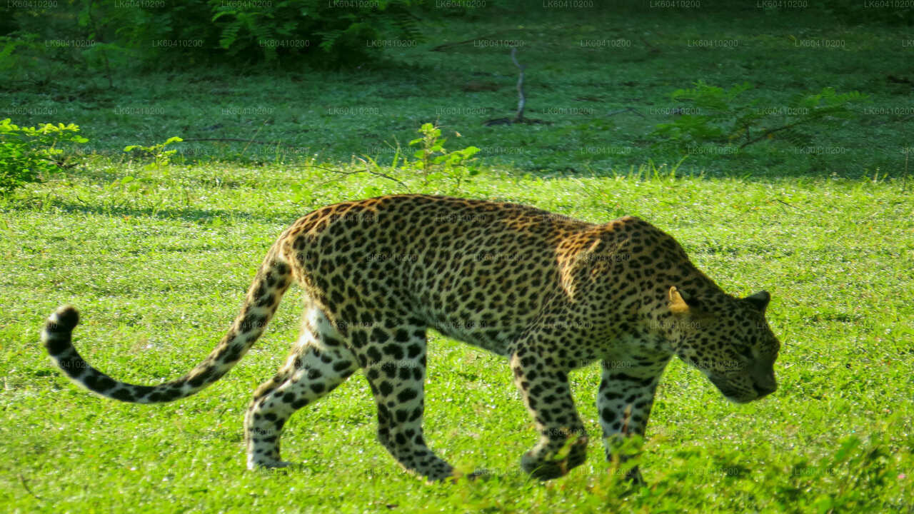 ウナワトゥナ発ヤーラ国立公園サファリ