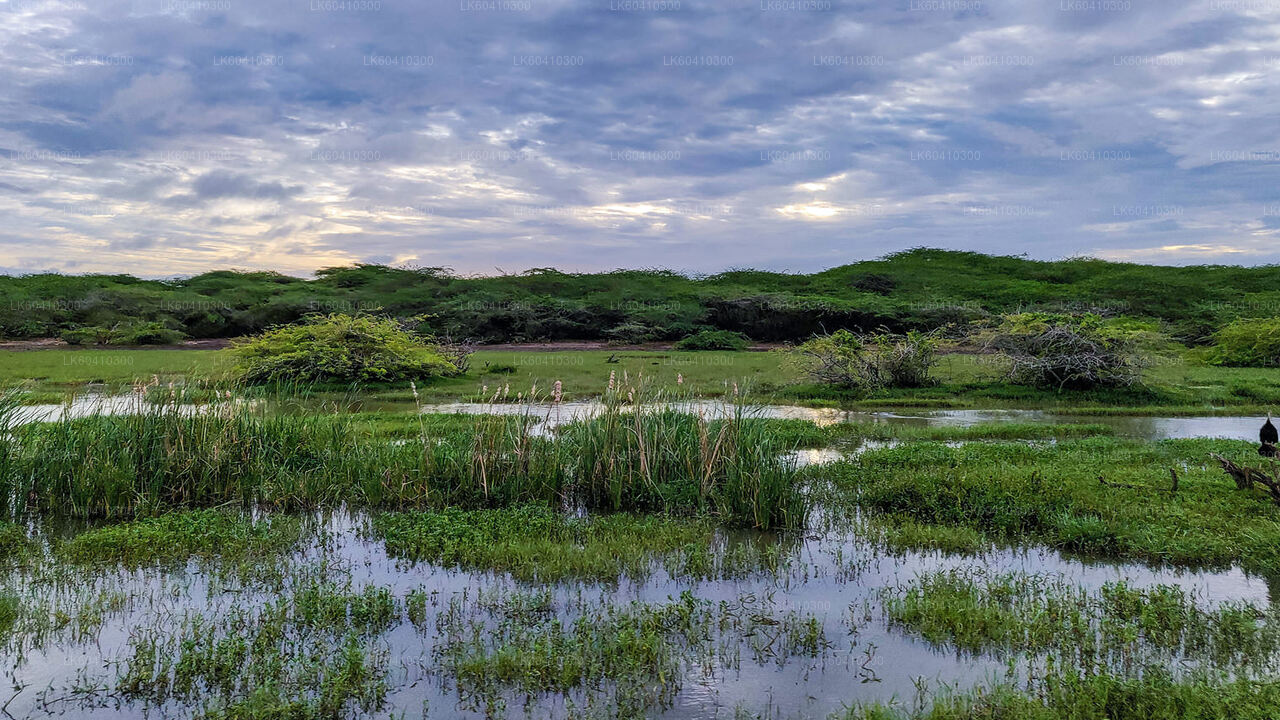 ウナワトゥナ発バンダラ国立公園サファリ
