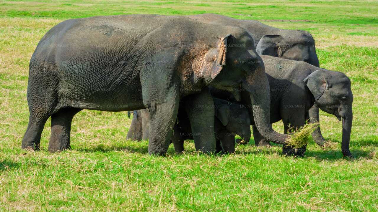 マッタラ発ウダワラウェ国立公園サファリ