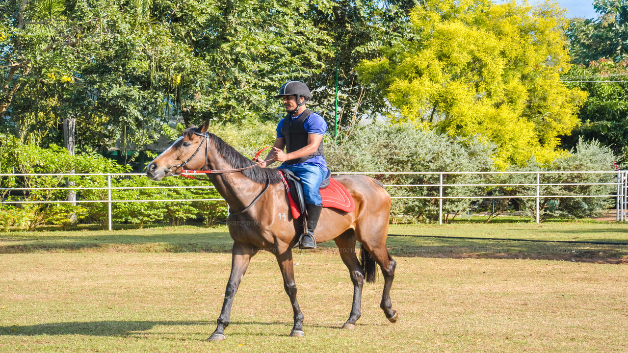 シギリヤ発の初心者向け乗馬