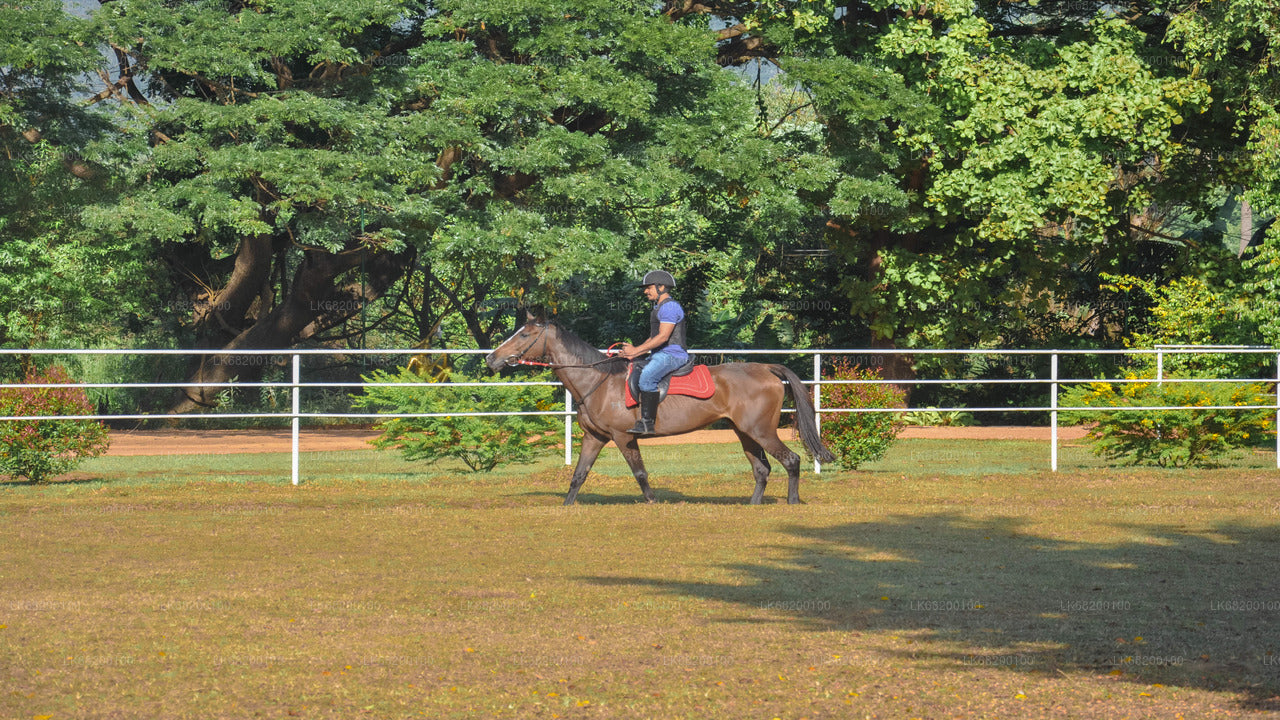 シギリヤ発の初心者向け乗馬