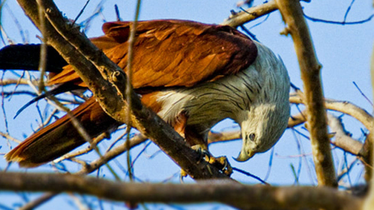 ミネリヤ国立公園入場券