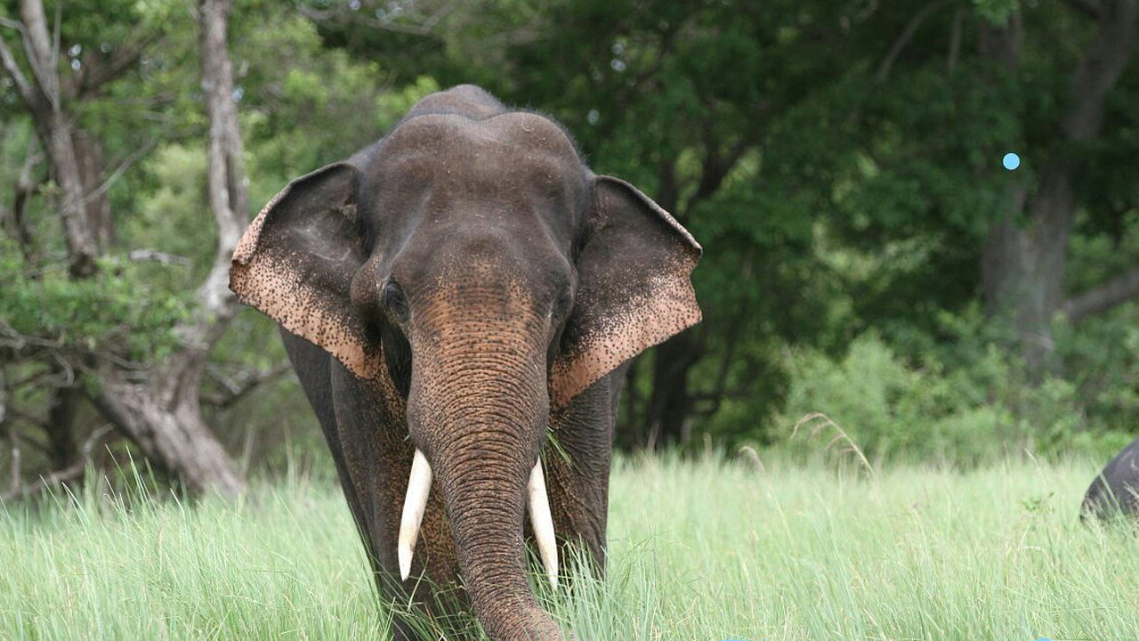 カラワウェ国立公園入場券