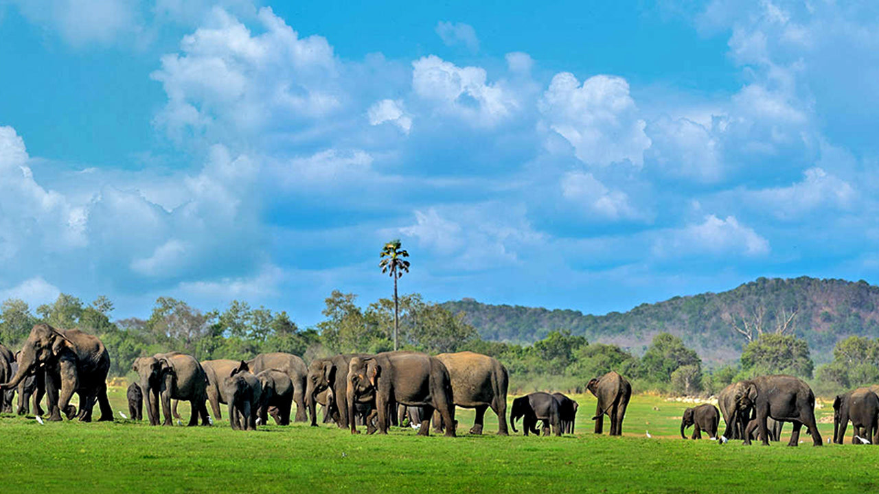 カラワウェ国立公園入場券