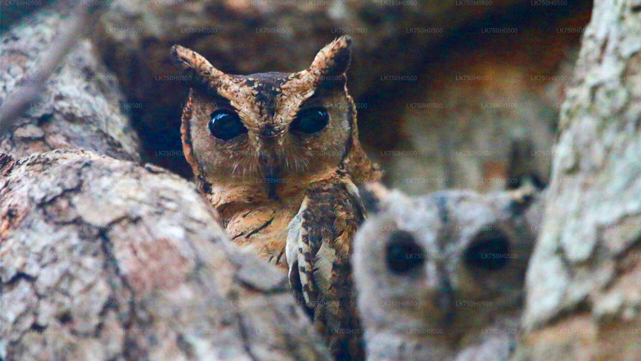コロンボ発ウダワラウェ国立公園のバードウォッチングサファリ