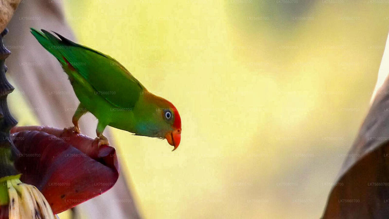 マウントラビニアからアナウィルンダワ自然保護区でバードウォッチングトレッキング