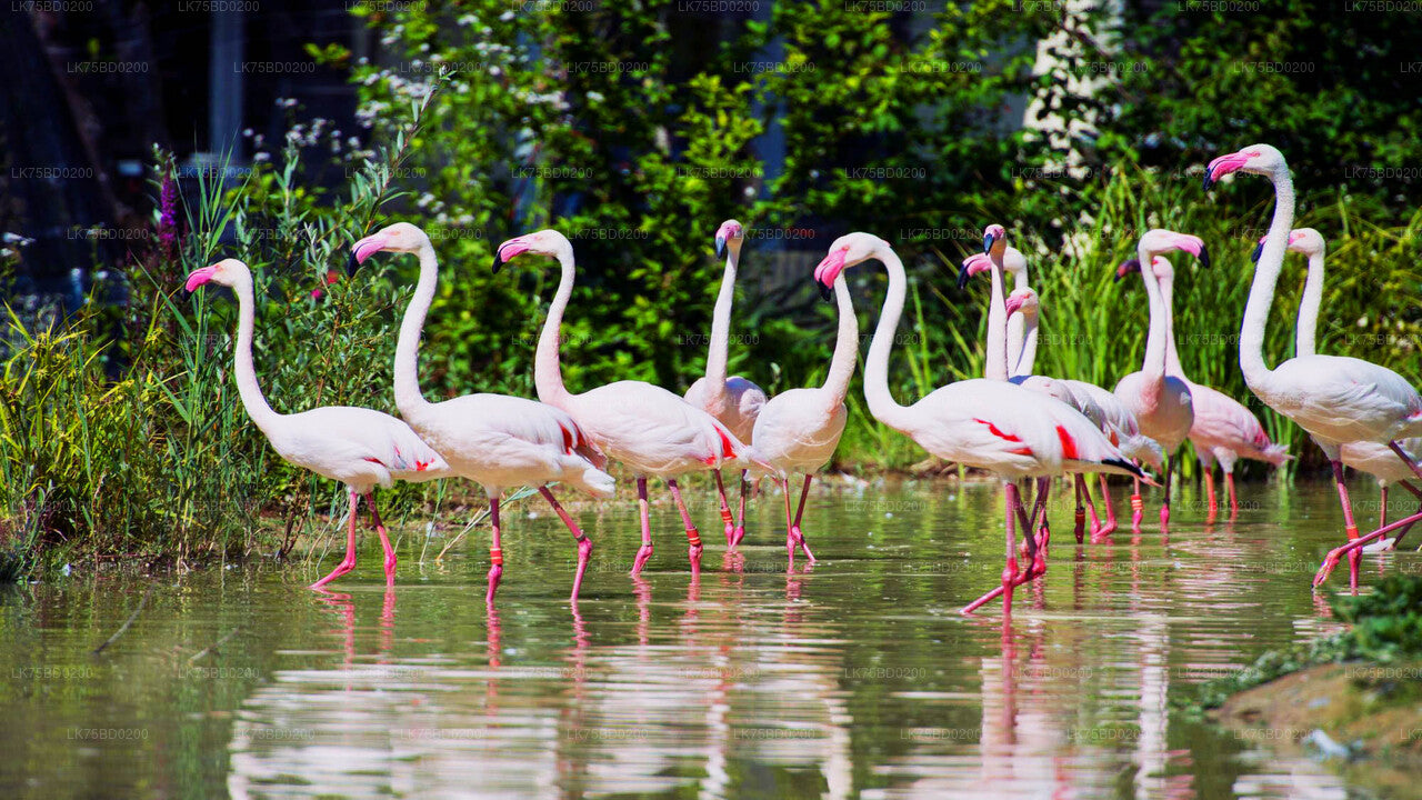 バンダラ国立公園からフラミンゴウォッチング